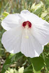 Swamp rosemallow